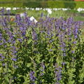 Nepeta grandiflora 'Zinser's Giant'