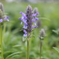 Nepeta nervosa 'Blue Moon'