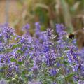 Nepeta racemosa 'Superba'