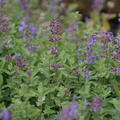 Nepeta x faassenii gen