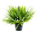 Nephrolepis exaltata 'Green Lady', Ampel, im 20cm Topf, Hhe 60cm, Breite 50cm