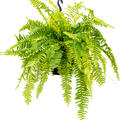 Nephrolepis exaltata 'Tiger Fern', Ampel, im 20cm Topf, Hhe 50cm, Breite 60cm