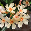 Neirum oleander Angiolo Pucci, Oleander