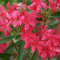Nerium oelander Italia, Oleander