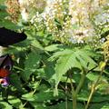 Sorbaria sorbifolia Blte mit den Schmetterlingen
