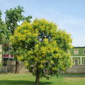 Blasenbaum, Lampionbaum 'Coral Sun' - Grossstrauch