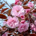 Japanische Nelkenkirsche 'Royal Burgundy' - Hochstamm