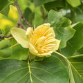 Liriodendron tulipifera, Tulpenbaum