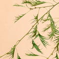 Kaisererle, geschlitztblttrige Schwarzerle 'Imperialis', Alnus glutinosa 'Imperialis'