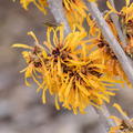 Orangeblhende Zaubernuss 'Orange Peel'