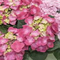 Hortensie, Tellerhortensie 'Frisbee Hot Pink' (S)