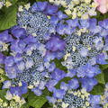 Hortensie, Tellerhortensie 'Frisbee Blue' (S)