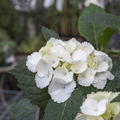 Hortensie, Ballhortensie 'First White' weiss