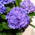 Hortensie, Ballhortensie 'Jip Blue' blau