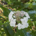 Hortensie, Tellerhortensie 'Lanarth White'