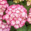 Hortensie, Ballhortensie SAXON 'Grfin Cosel'