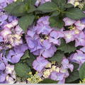 Hortensie, Tellerhortensie 'Tiffany Purple'