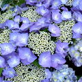 Hortensie, Tellerhortensie blau