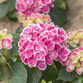 Hortensie, zweifarbige Ballhortensie 'Tivoli Pink'