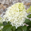 Hortensie, Rispenhortensie 'Skyfall'