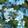 Hortensie, Japanische Berghortensie, Tellerhortensie 'Blue Deckle'