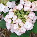 Hortensie, Tellerhortensie 'Charme' (S)