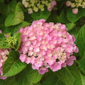 Hortensie, Ballhortensie 'Pink Sensation'