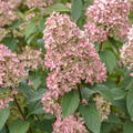 Hortensie, Rispenhortensie 'Magical Candle'