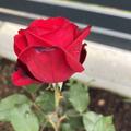 Nostalgische Edelrose 'Admiral', Rose 'Admiral'