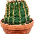 Notocactus warasii, Kugel, im 17cm Topf, Hhe 20cm, Breite 20cm
