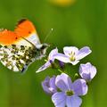 Ntzlingsweide, Kruter- und Blumenmischung ein- und mehrjhriger Arten - optisch ansprechend, bienenfreundlich und pflegeleicht - Lubera Samenkorn