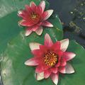 Nymphaea Hybride 'Attraction'