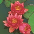 Nymphaea Hybride 'James Brydon' 