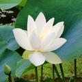 Seerose Hermine, Nymphaea Hybride 'Hermine', Blte