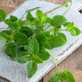 Basilikum, Ocimum basilicum Tauris Petite