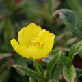 Oenothera pilosella 'Yella Fella'