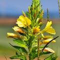 Oenothera pilosella 'Yella Fella', Oenothera pilosella 'Yella Fella'