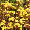 Oenothera tetragona 'Erica Robin'