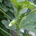Okra 'Santa Cruz' Samen, Abelmoschus esculentus 'Santa Cruz'