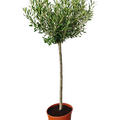 Olea europaea (120-150), Stamm, im 26cm Topf, Hhe 135cm, Breite 55cm