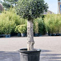 Olea europaea (140-160), Stamm, im 48cm Topf, Hhe 150cm, Breite 65cm