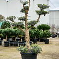 Olea europaea (140-200), Verzweigt/Multi krone, im 45cm Topf, Hhe 170cm, Breite 90cm