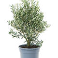 Olea europaea, Busch, im 28cm Topf, Hhe 80cm, Breite 40cm