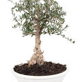 Olea europaea 'Sylvestris', Bonsai 30-60, im 28cm Topf, Hhe 45cm, Breite 30cm