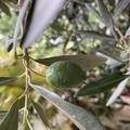 Meine erste Olivenernte, Olivenbaum 'Cipressino'