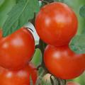 Tomate OpenSky Schlingel Moritz Querformat