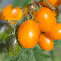 OpenSky, Stabtomate, Amberone, Tomate
