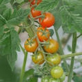 Tomate, Open Sky, Schlingel Max, 191801 F5-1