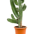 Opuntia consolea, Verzweigt, im 29cm Topf, Hhe 100cm, Breite 50cm