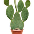 Opuntia galapageia, Verzweigt, im 25cm Topf, Hhe 70cm, Breite 40cm